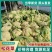 山东精品松花菜新鲜采摘产地直供花菜蔬菜量大批发