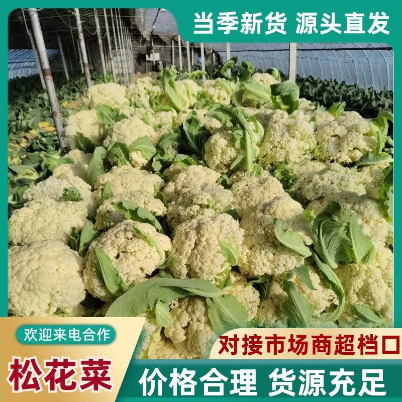 山东精品松花菜新鲜采摘产地直供花菜蔬菜量大批发