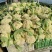 山东精品松花菜新鲜采摘产地直供花菜蔬菜量大批发