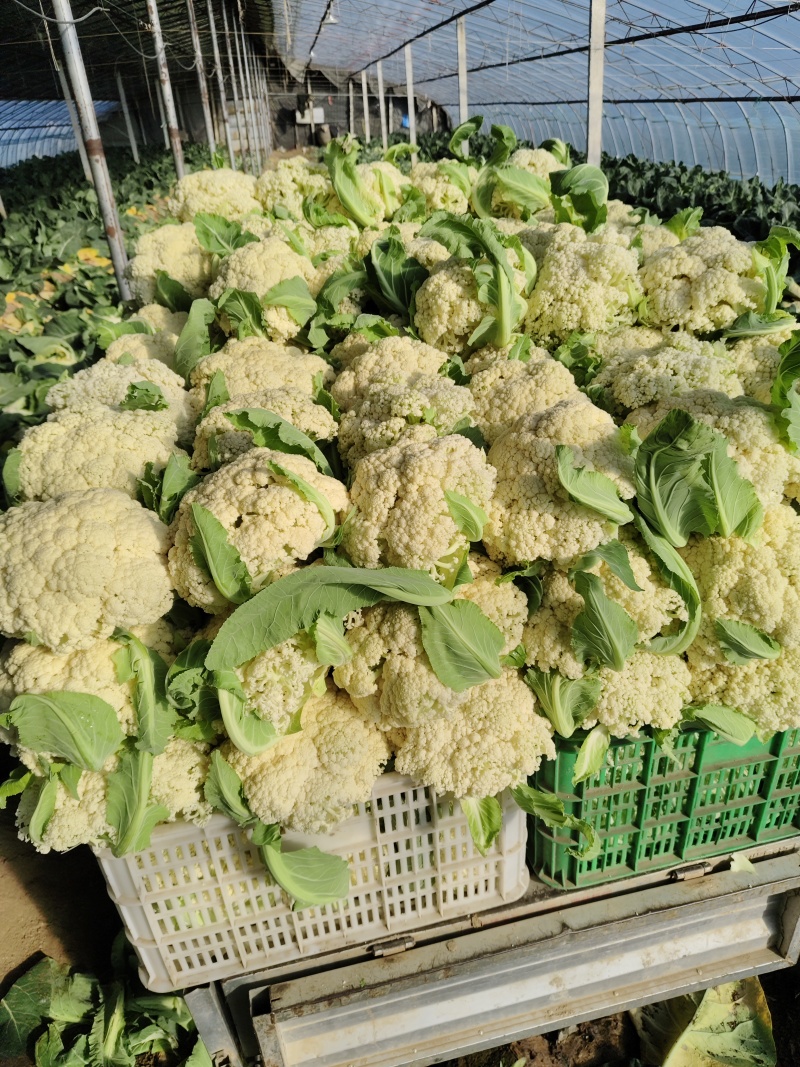 山东精品松花菜新鲜采摘产地直供花菜蔬菜量大批发