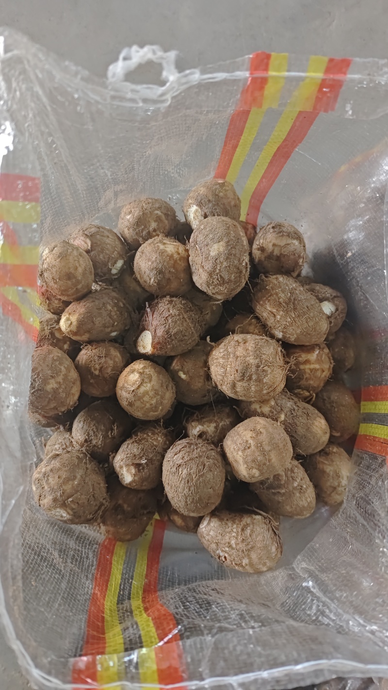 芋头山东毛芋头/芋头8520规格齐全，坏烂包赔，价格可谈