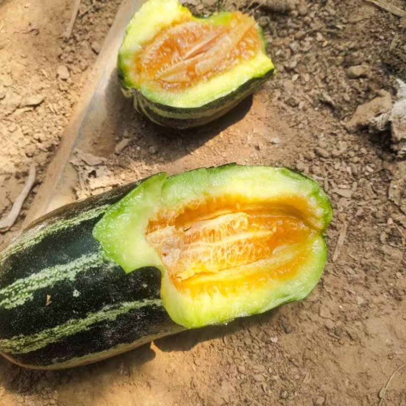 精品博洋九等各种甜瓜大量上市产地直发量大价优以诚信为本