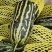 精品博洋九等各种甜瓜大量上市产地直发量大价优以诚信为本