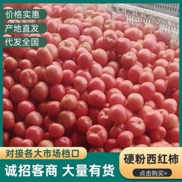 硬粉西红柿产地直供沙瓤多汁耐运输新鲜蔬菜批发