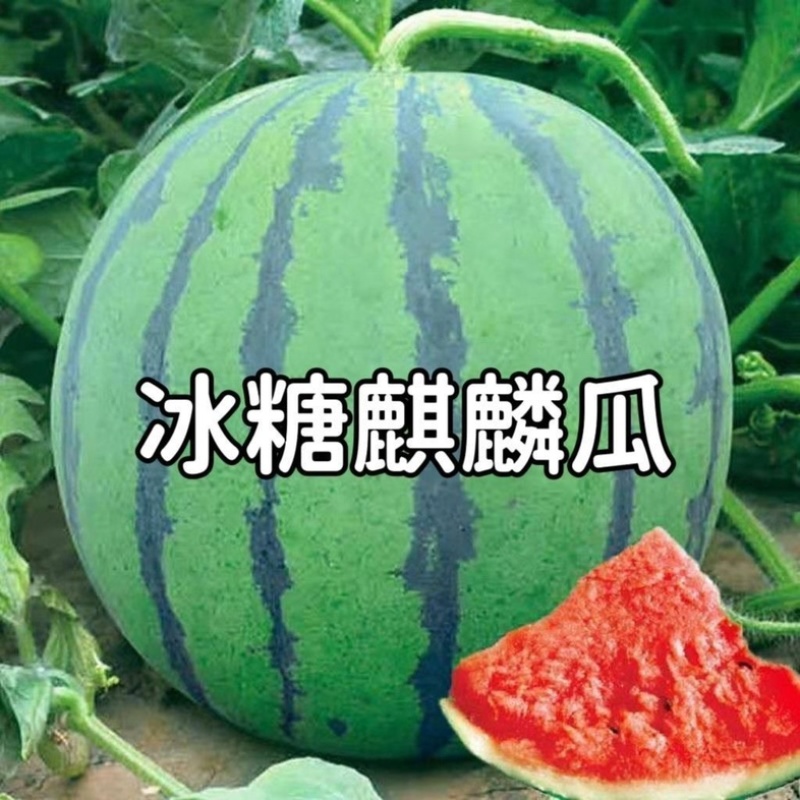 美都西瓜/产区直发/货源充足/欢迎选购