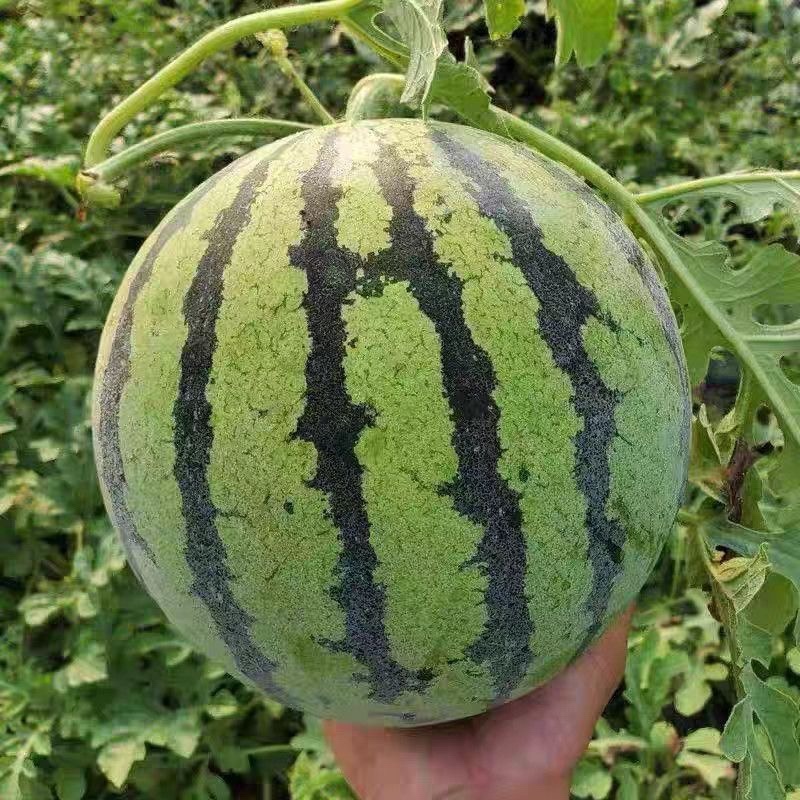 美都西瓜/产区直发/货源充足/欢迎选购