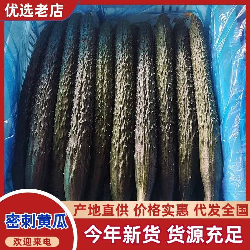 精品密刺黄瓜产地直供鲜嫩耐运输蔬菜货源充足