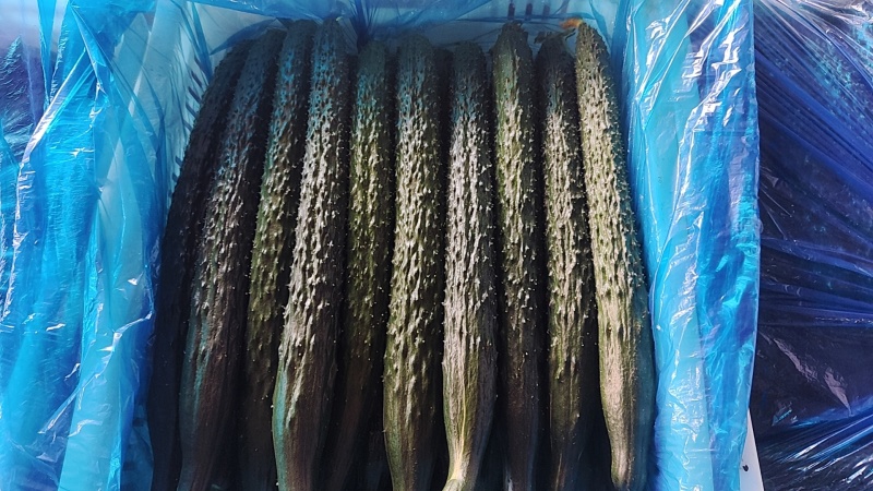 精品密刺黄瓜产地直供鲜嫩耐运输蔬菜货源充足