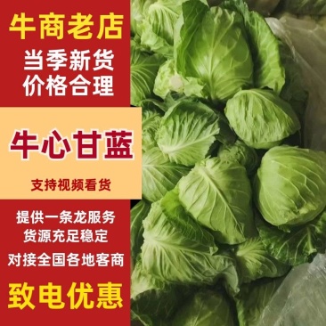 精品牛心甘蓝基地直供鲜嫩甘蓝蔬菜货源充足批发