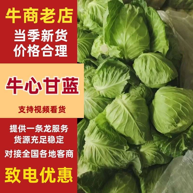 精品牛心甘蓝基地直供鲜嫩甘蓝蔬菜货源充足批发