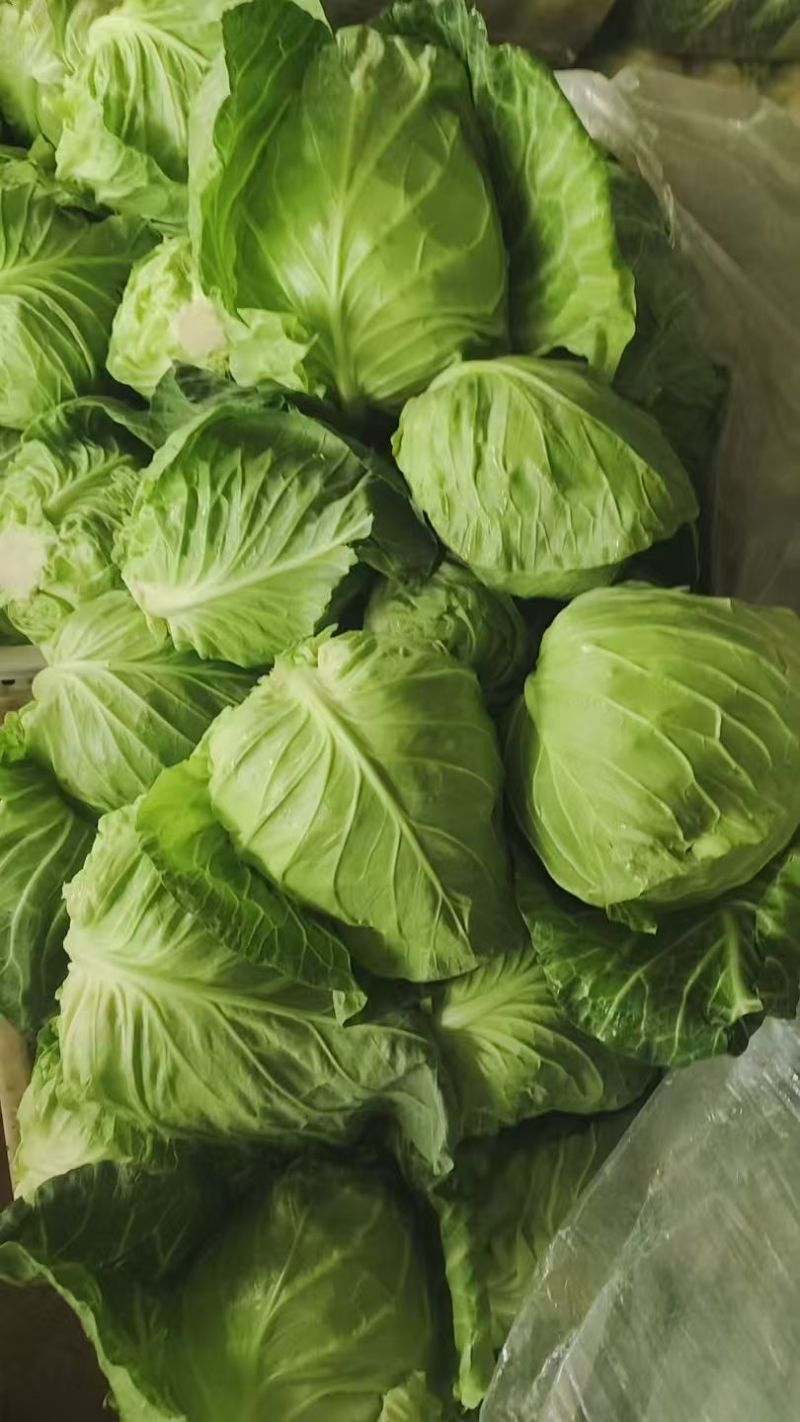 精品牛心甘蓝基地直供鲜嫩甘蓝蔬菜货源充足批发
