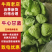 精品牛心甘蓝基地直供鲜嫩甘蓝蔬菜货源充足批发