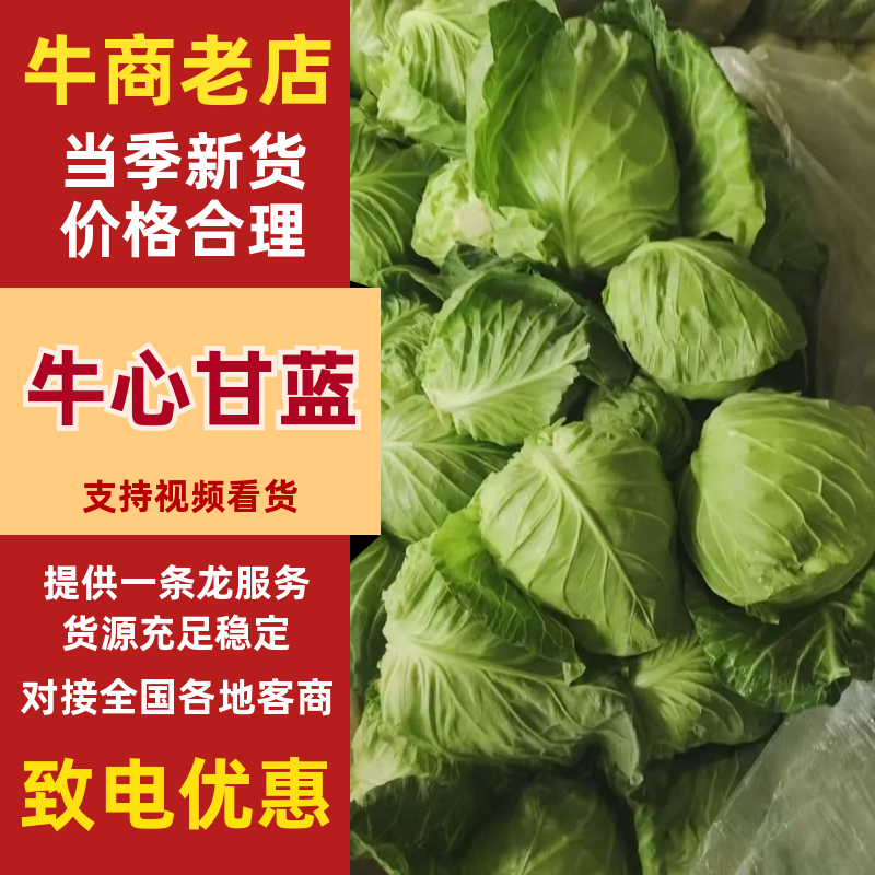 精品牛心甘蓝基地直供鲜嫩甘蓝蔬菜货源充足批发