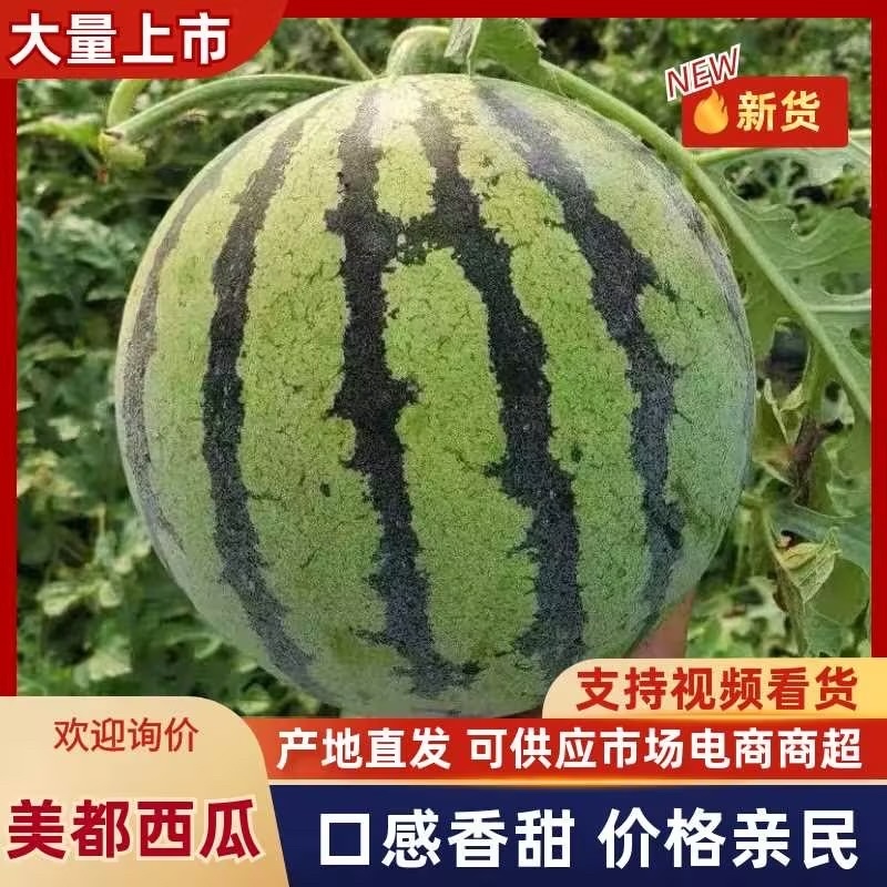 美都西瓜/产区直发/货源充足/欢迎选购