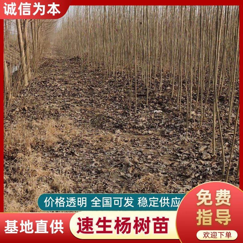 速生杨树苗，一手货源，基地直发，价格美丽，诚信经营