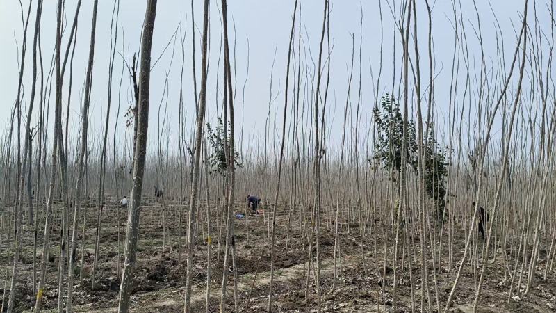 速生杨树苗，一手货源，基地直发，价格美丽，诚信经营