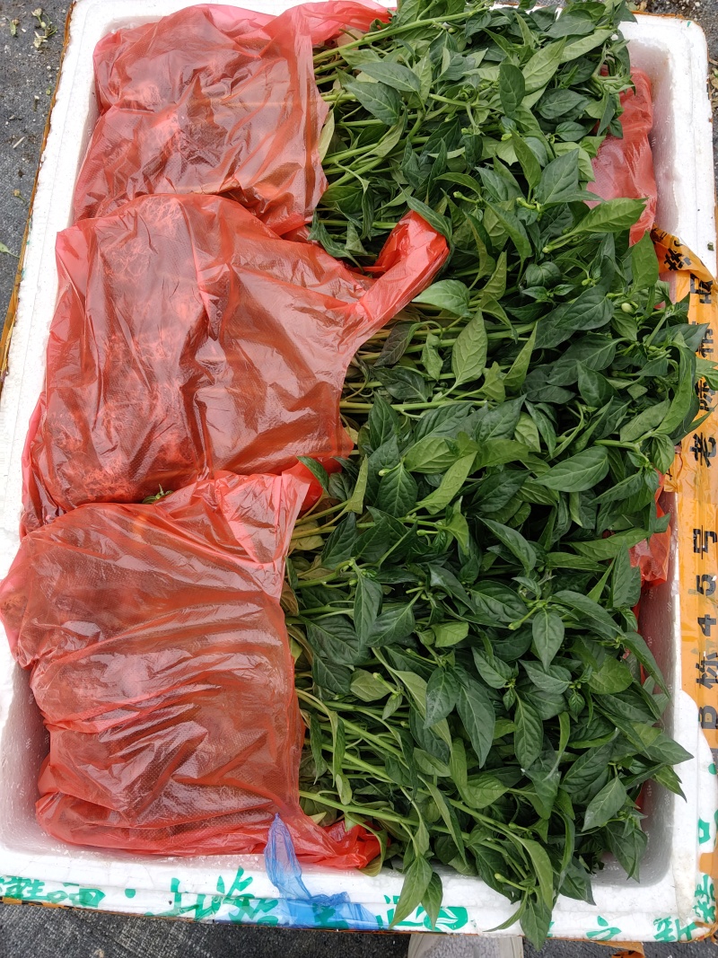 【朝天椒苗】辣椒苗，加长指天椒苗。苗场直供穴盘苗