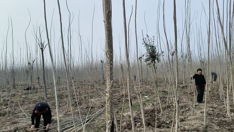速生杨树苗，一手货源，基地直发，价格美丽，诚信经营