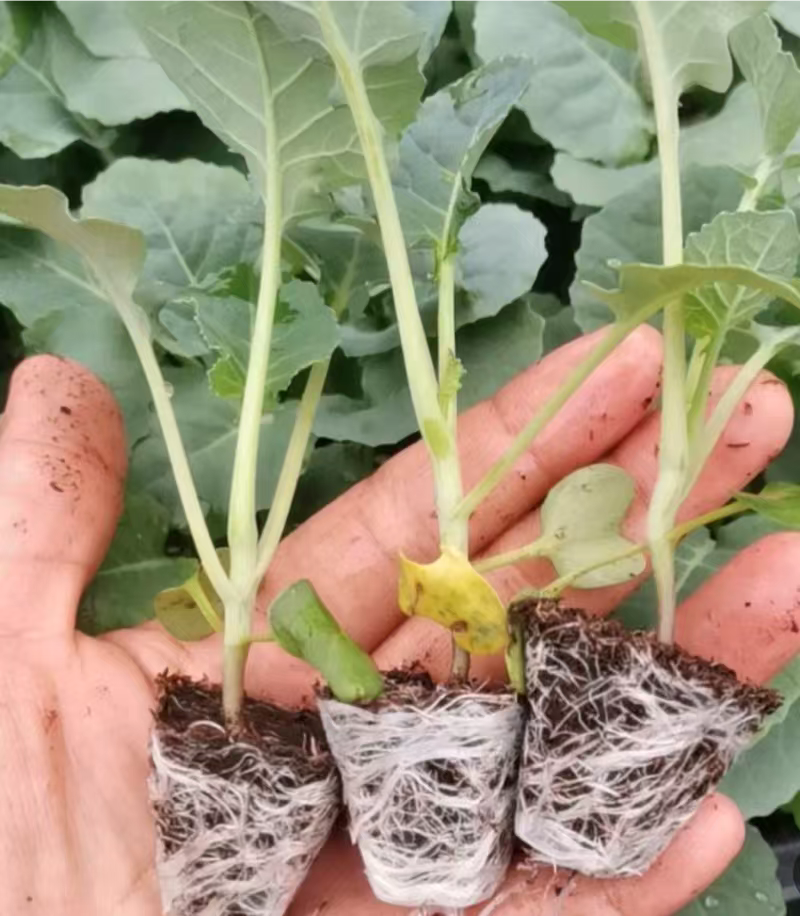 【西兰花苗】长势旺盛结球紧实苗场直销