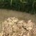 小黄姜