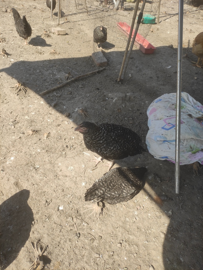 鸡活鸡散养鸡无抗生素量大从优一手货源欢迎来电