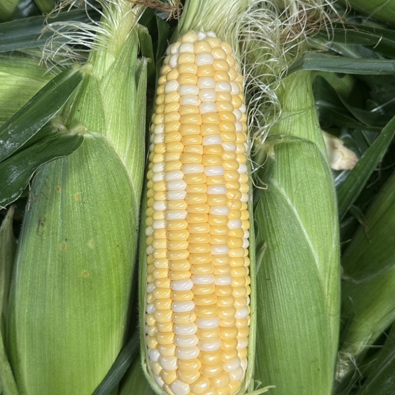 云南德宏水果玉米/基地直发/货源充足/大量有货