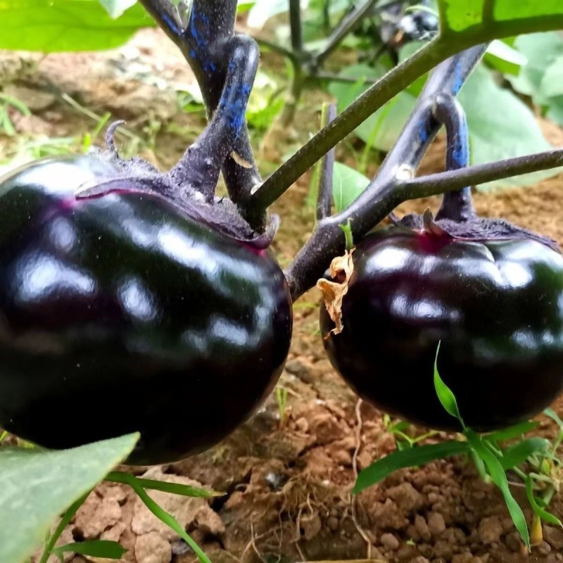 云南紫圆茄新鲜现摘产地直供量大价优