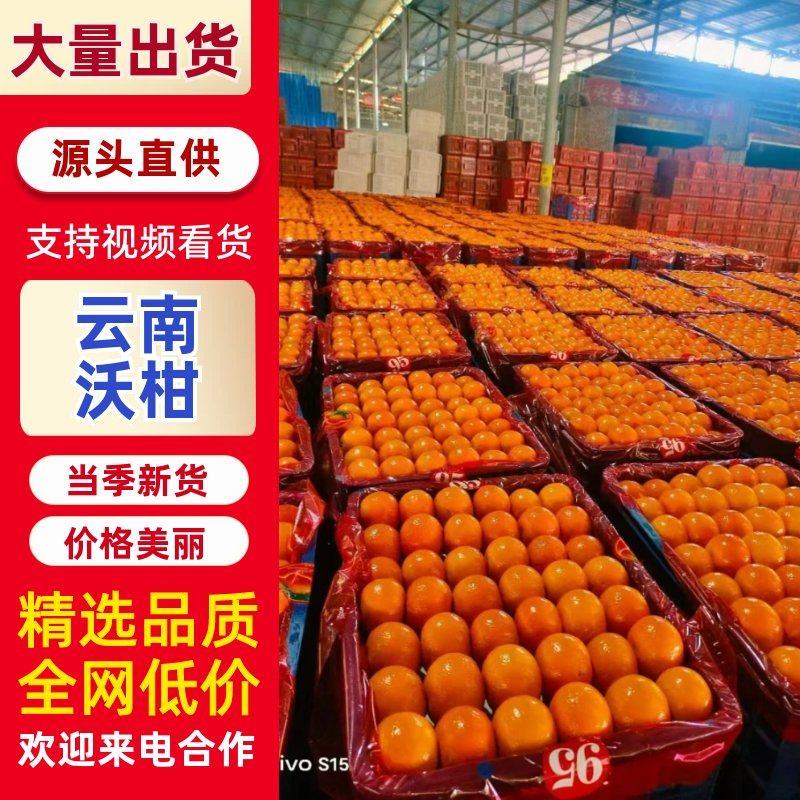 云南沃柑火爆销售中，纯甜颜色全红，对接市场渠道电商外贸