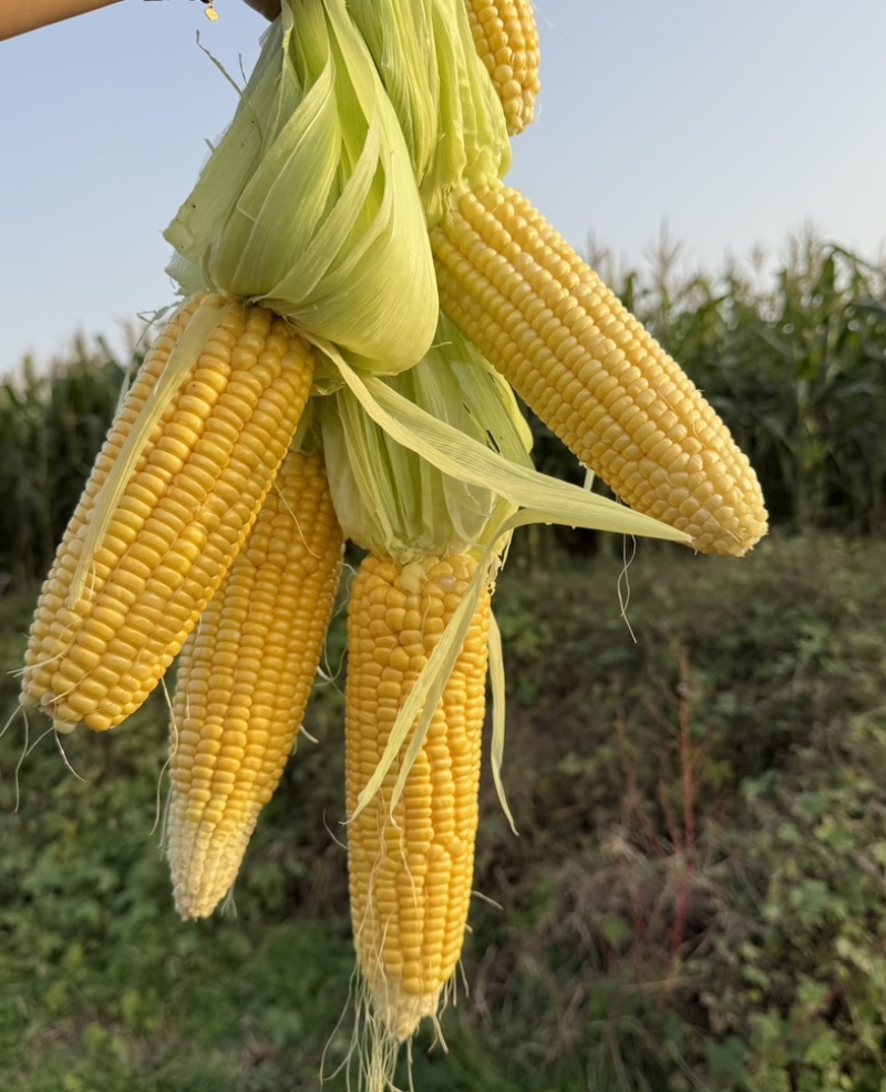 精品玉米🌽产地一手货源质量三包！可大量供应各大渠道！