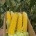 精品玉米🌽产地一手货源质量三包！可大量供应各大渠道！