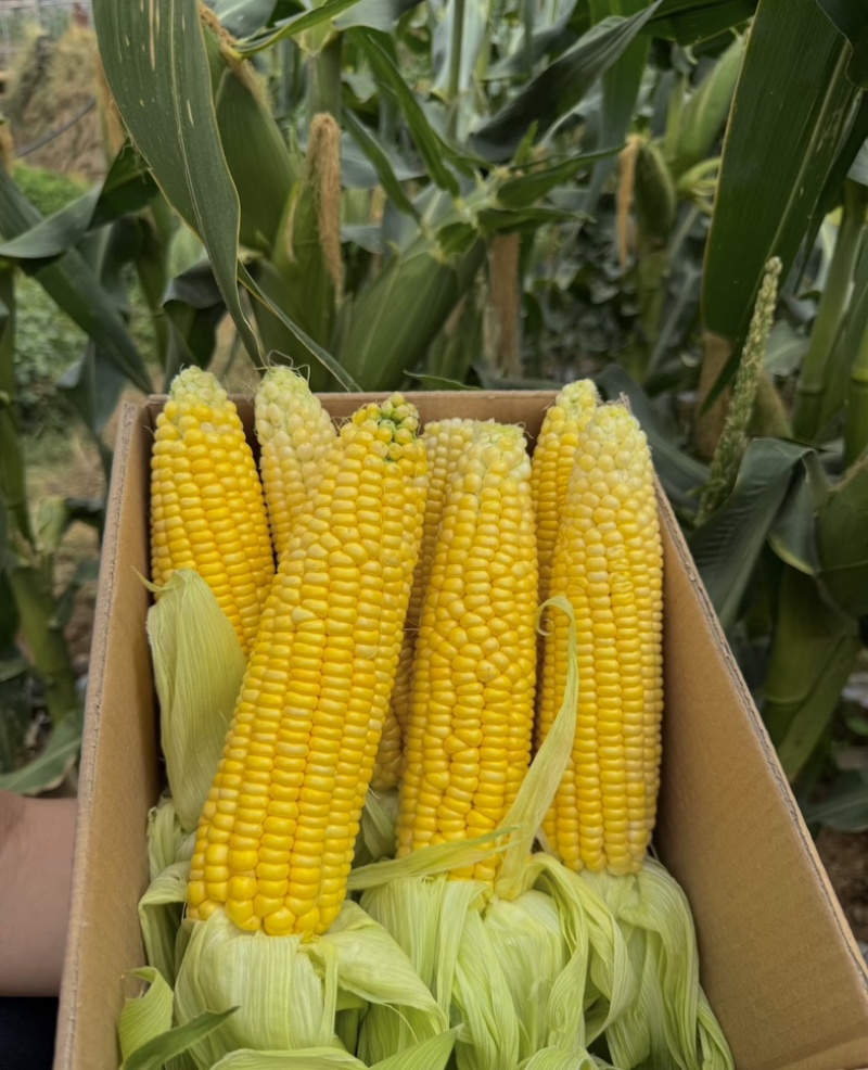 精品玉米🌽产地一手货源质量三包！可大量供应各大渠道！