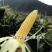 精品玉米🌽产地一手货源质量三包！可大量供应各大渠道！