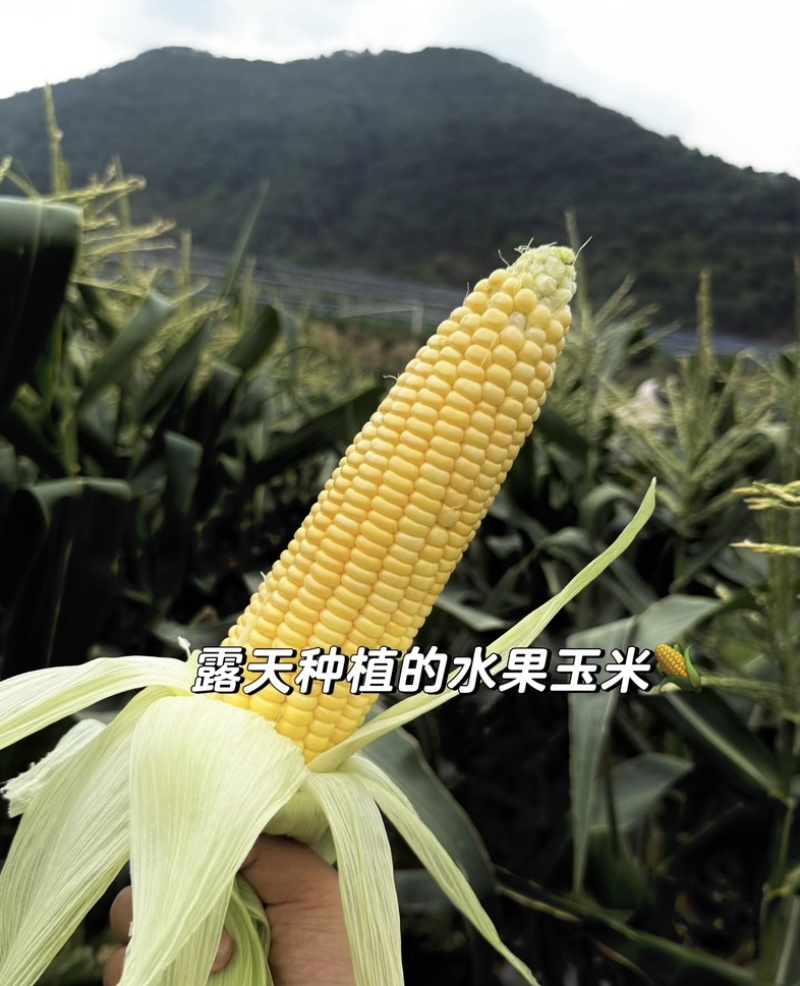 精品玉米🌽产地一手货源质量三包！可大量供应各大渠道！