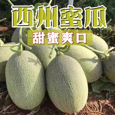 （甘肃西州蜜瓜）对接电商市场商超工厂，可开发票