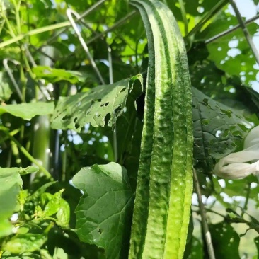 丝瓜苗花点肉丝瓜，八角瓜，菱角瓜苗苗场直供穴盘苗