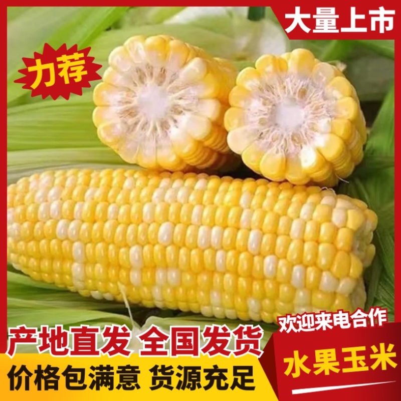 水果玉米/货源充足/基地直发/欢迎选购/现货直发