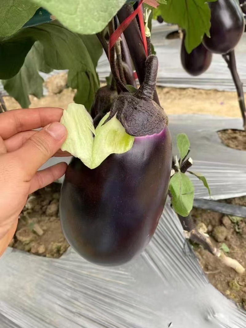 【茄子苗】青肉圆茄苗穴盘苗缓苗快苗场直销