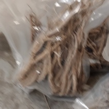 潞党参