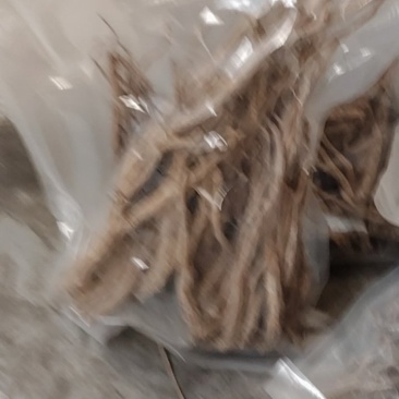潞党参