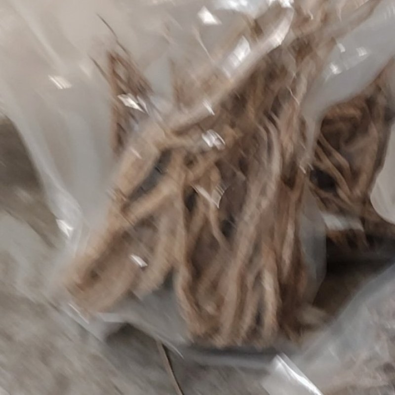 潞党参