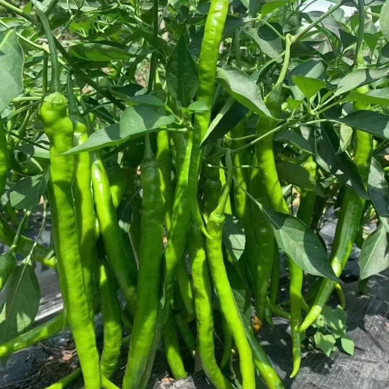 【辣椒苗】8号线椒苗：湖南椒，全基基质穴盘苗