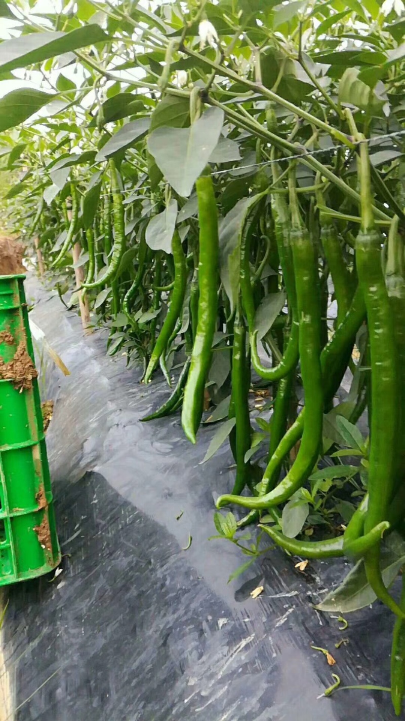 【辣椒苗】8号线椒苗：湖南椒，全基基质穴盘苗