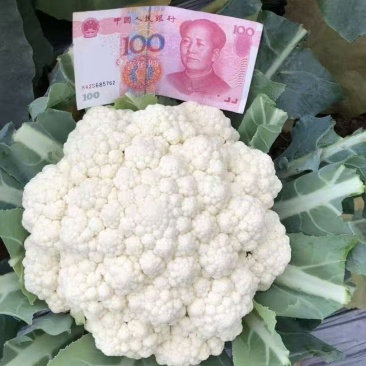 【松花】（白花）菜花苗苗场直供量大优惠