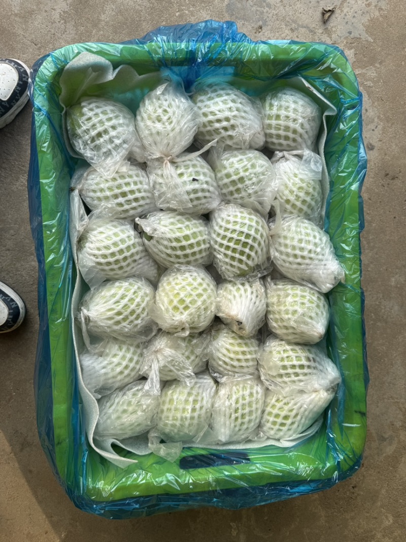 白心红心芭乐全国可发货
