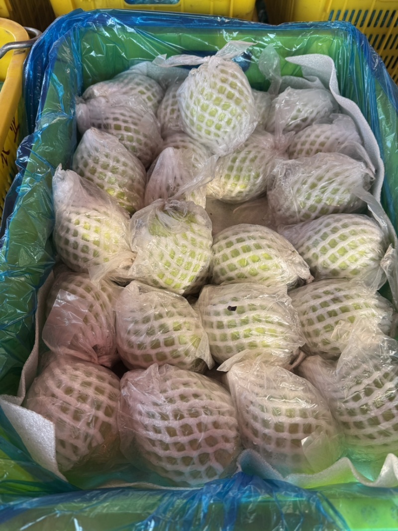 白心红心芭乐全国可发货