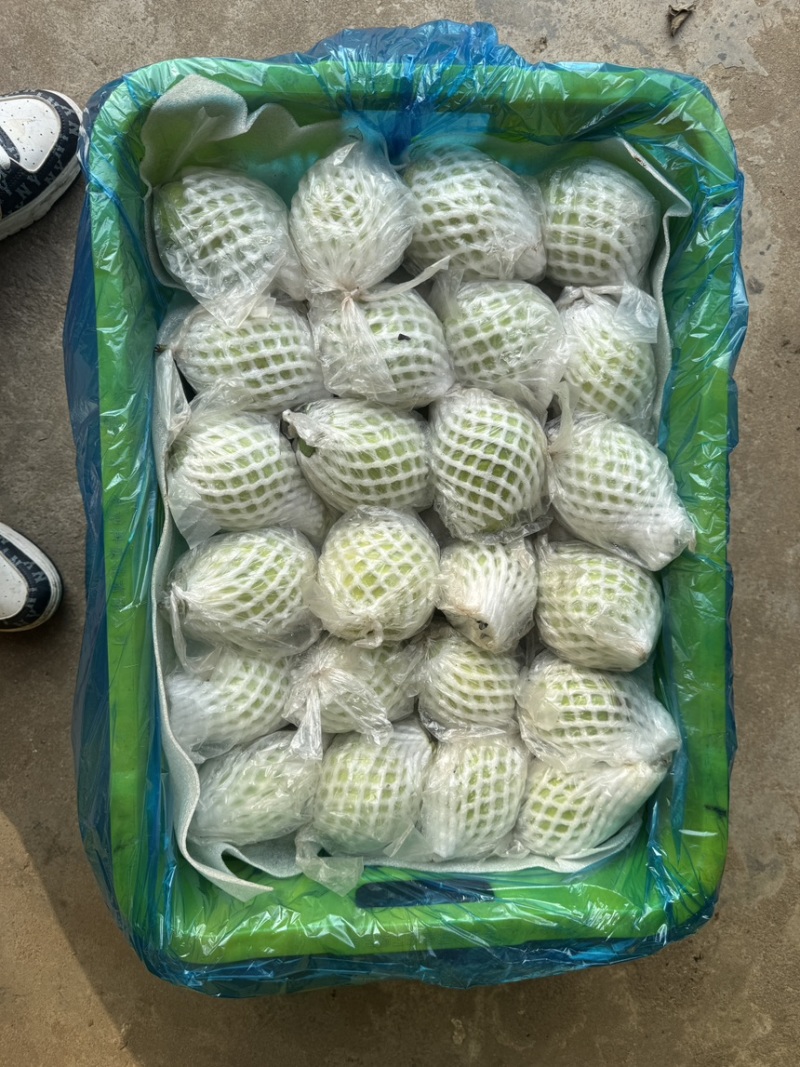 白心红心芭乐全国可发货