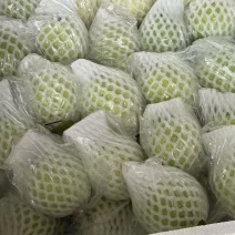 白心红心芭乐全国可发货