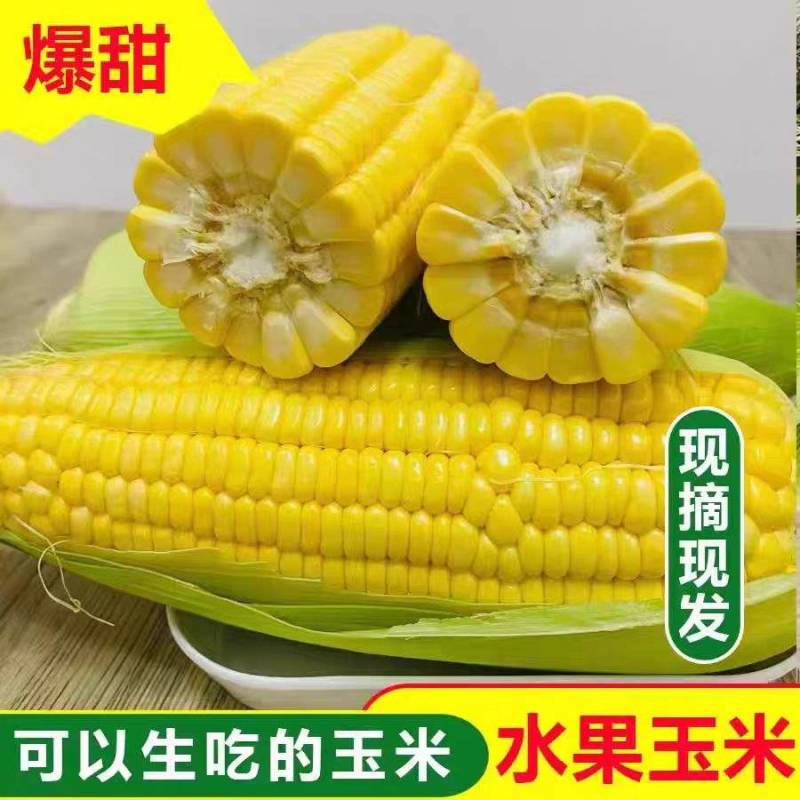 （太阳花玉米）海南玉米/水果甜玉米/产地货源/保质保量