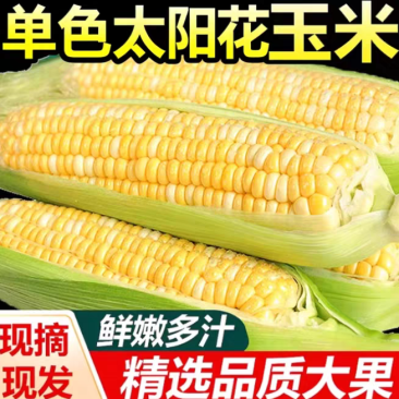 （太阳花玉米）海南玉米/水果甜玉米/产地货源/保质保量
