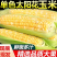 （太阳花玉米）海南玉米/水果甜玉米/产地货源/保质保量